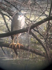 Nycticorax nycticorax