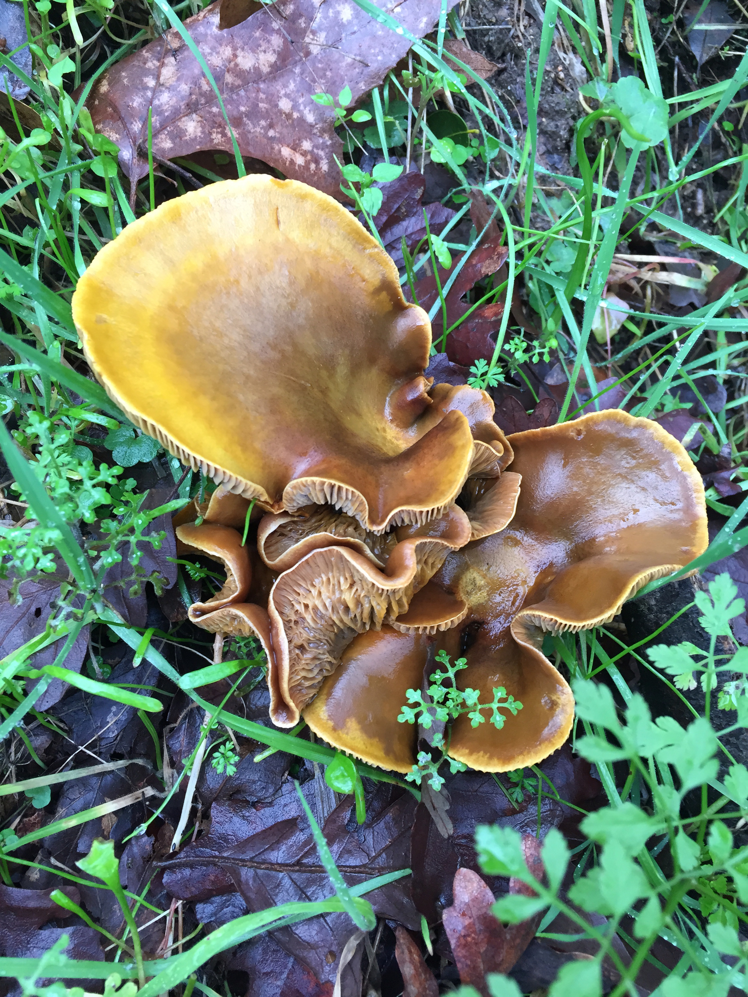 Omphalotus olivascens image