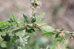 Hedriodiscus pulcher