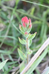 Castilleja arvensis pastorei