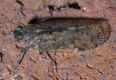Melanoliarus placitus