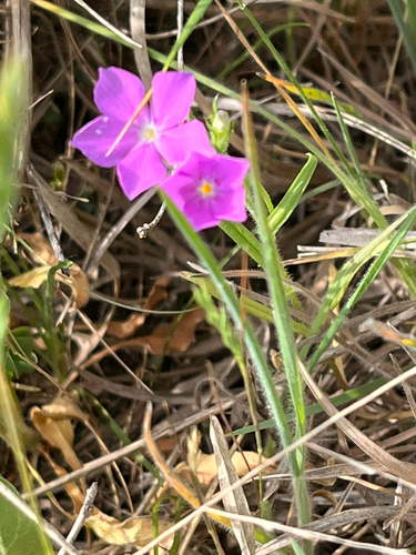 Meadow Pink (Sabatia campestris)