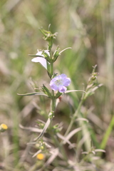 Agalinis communis