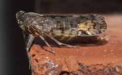 Melanoliarus placitus