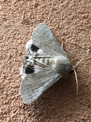 Pandesma submurina