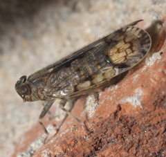 Melanoliarus placitus