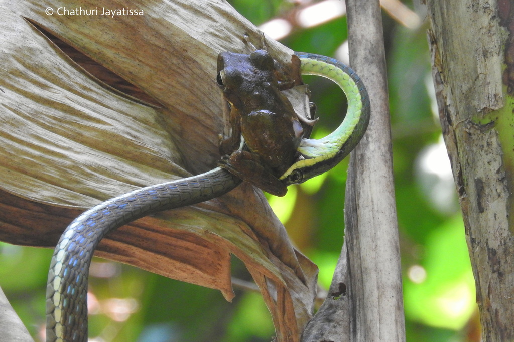 Dendrelaphis bifrenalis (Энциклопедия змей) · BioDiversity4All