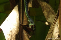 Dendrelaphis bifrenalis
