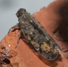 Melanoliarus placitus