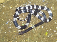 Bungarus candidus