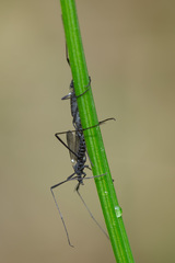 Molophilus ater