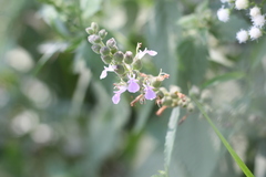 Teucrium vesicarium