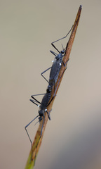 Molophilus ater