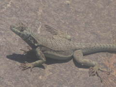 Microlophus atacamensis