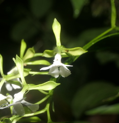 Epidendrum englerianum