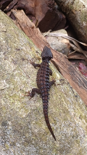 Tribolonotus observed 2026-02-11