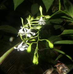 Epidendrum englerianum
