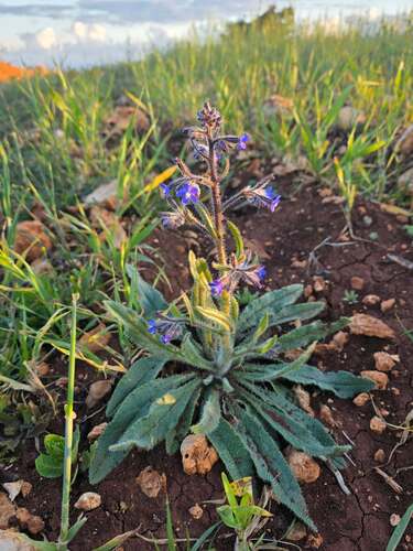 Italian Bugloss