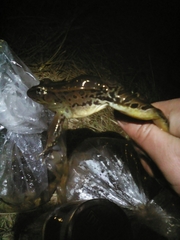 Lithobates spectabilis