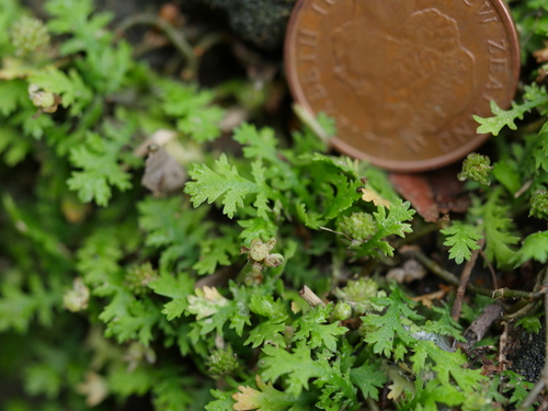 Image of Leptinella tenella by (c) Bruce Calvert, some rights reserved (CC BY)