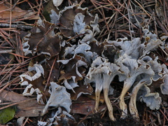 Craterellus undulatus