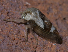 Smiliini