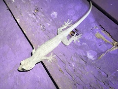 Gekko