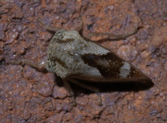Smiliini