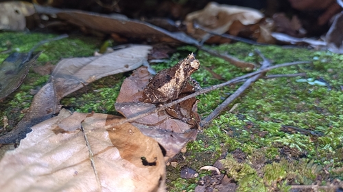 Asterophrys turpicola, 2026-02-16