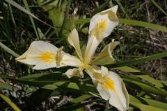 Iris tenax gormanii