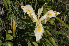 Iris tenax gormanii