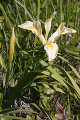 Iris tenax gormanii