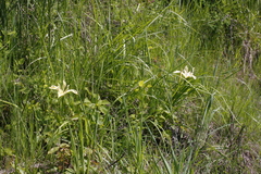 Iris tenax gormanii