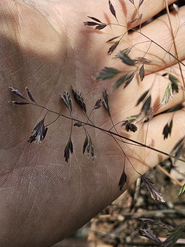 Early Bluegrass (Poa cuspidata)