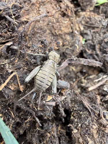 Desert Cricket