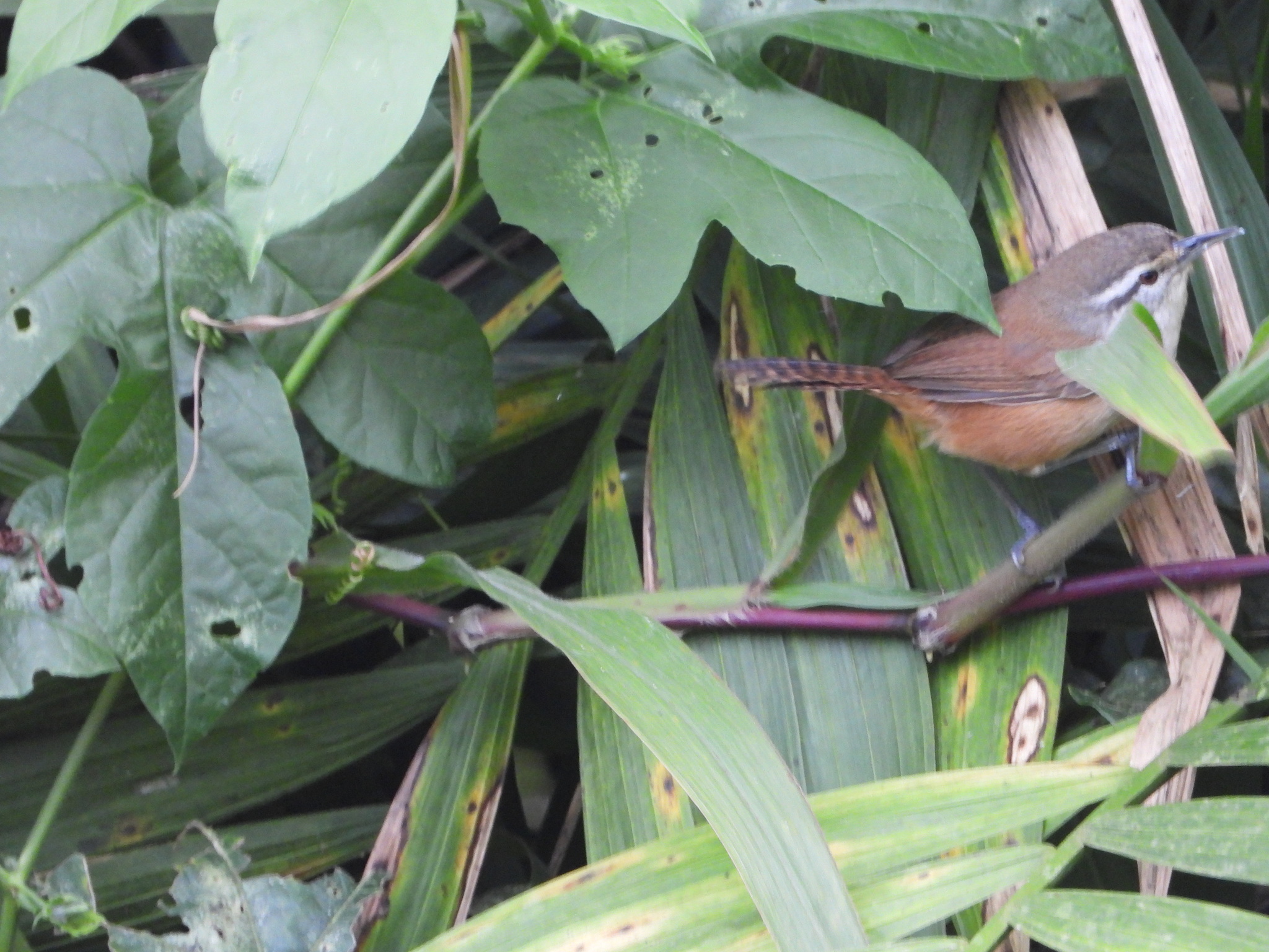Cabanis's Wren (Cantorchilus modestus), photo 2