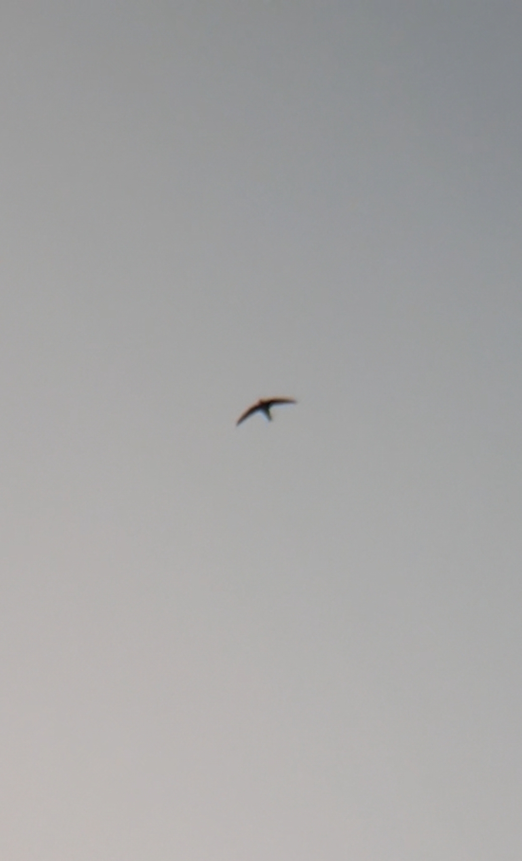 Apus apus (Linnaeus, 1758)