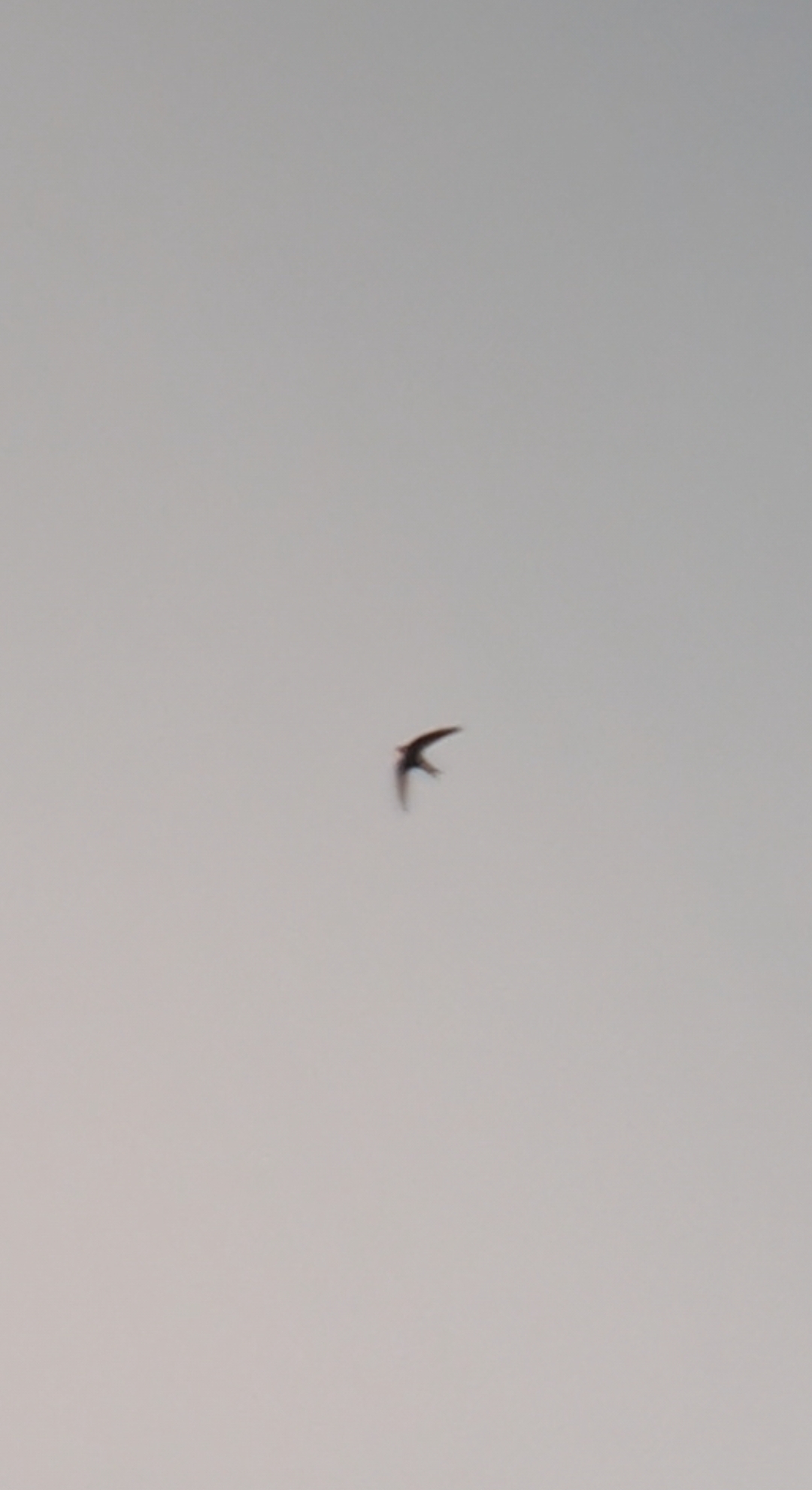 Apus apus (Linnaeus, 1758)
