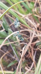 Acmispon wrangelianus