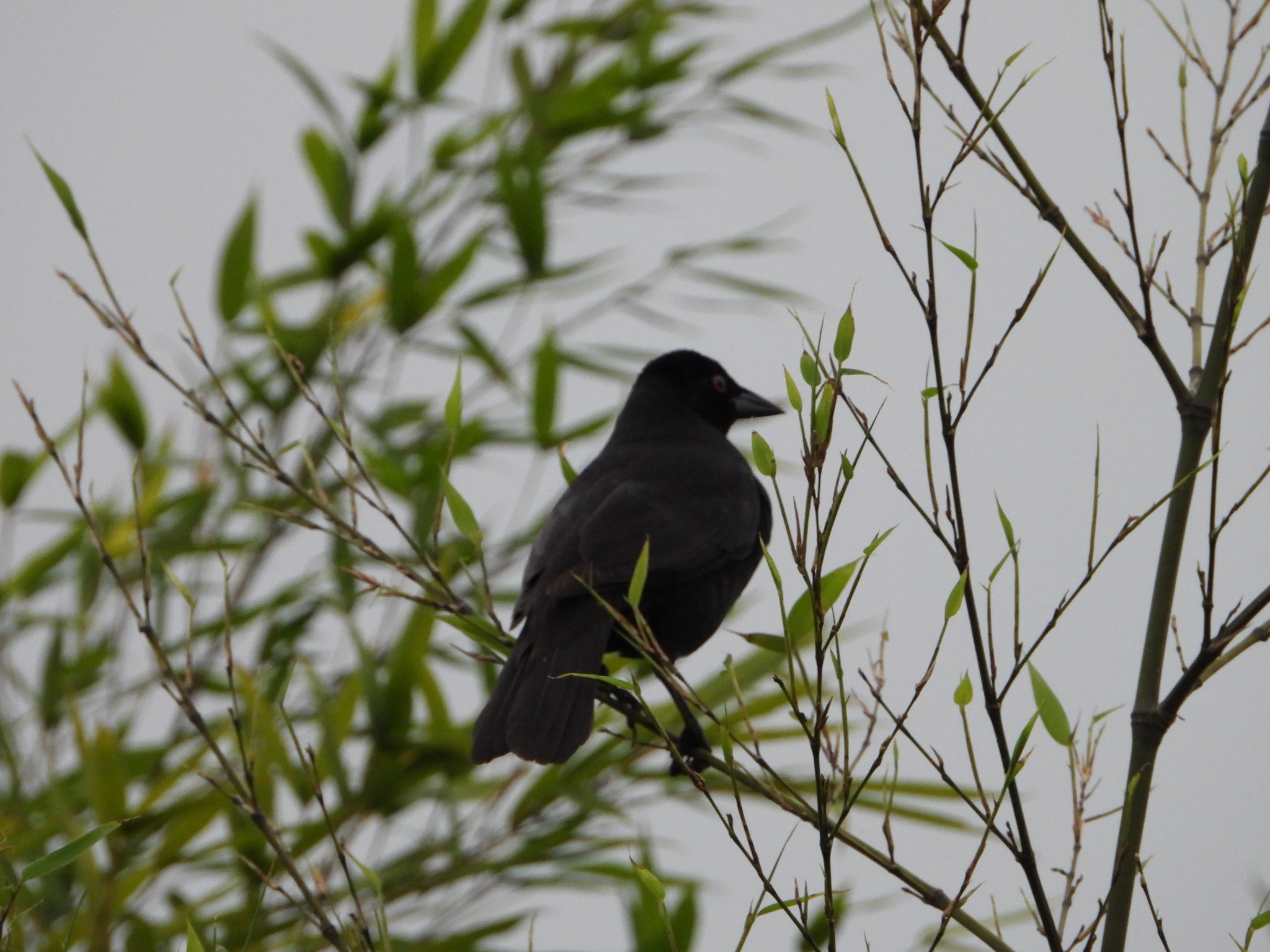 Giant Cowbird (Molothrus oryzivorus), photo 5