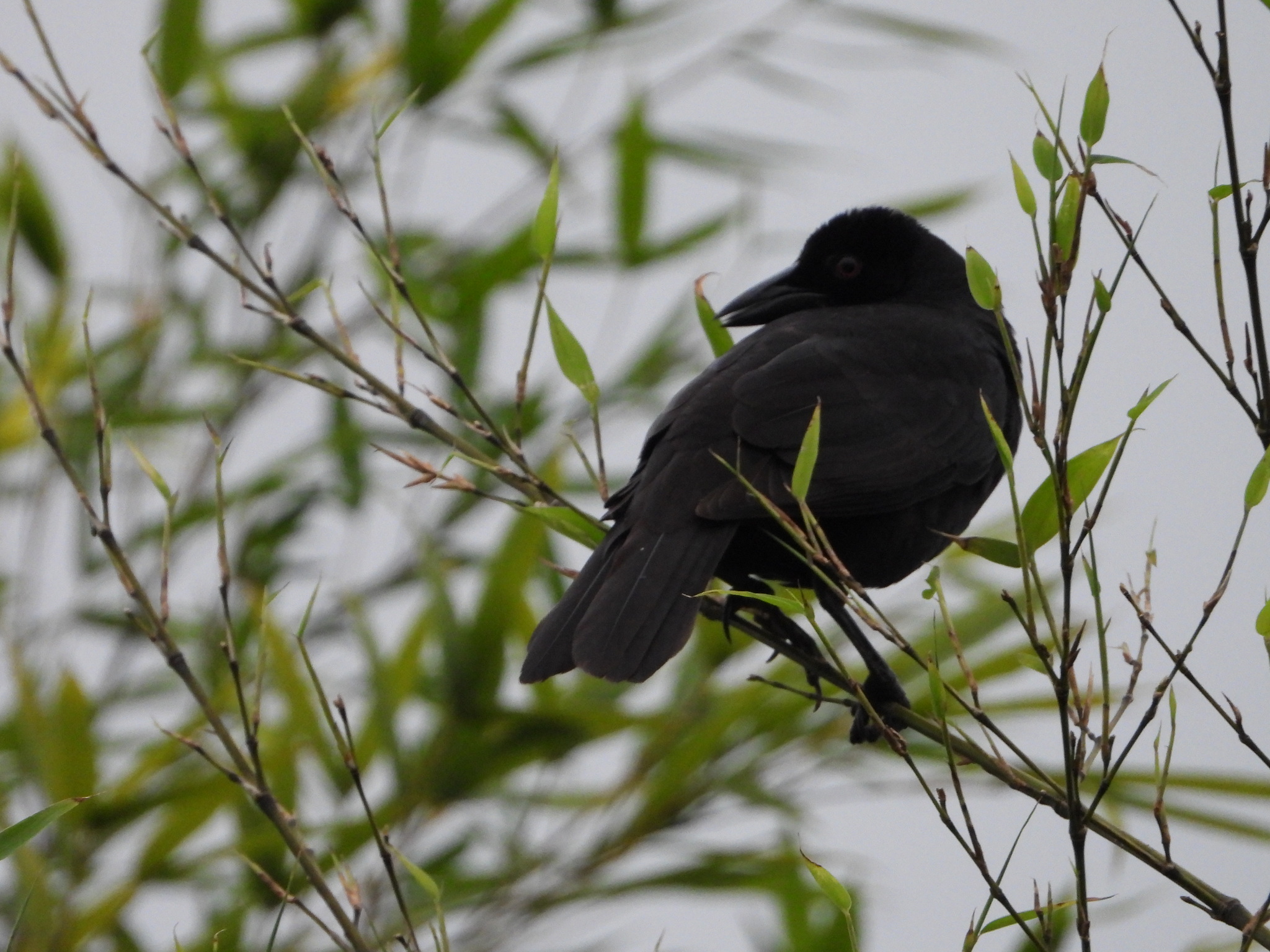 Giant Cowbird (Molothrus oryzivorus), photo 6