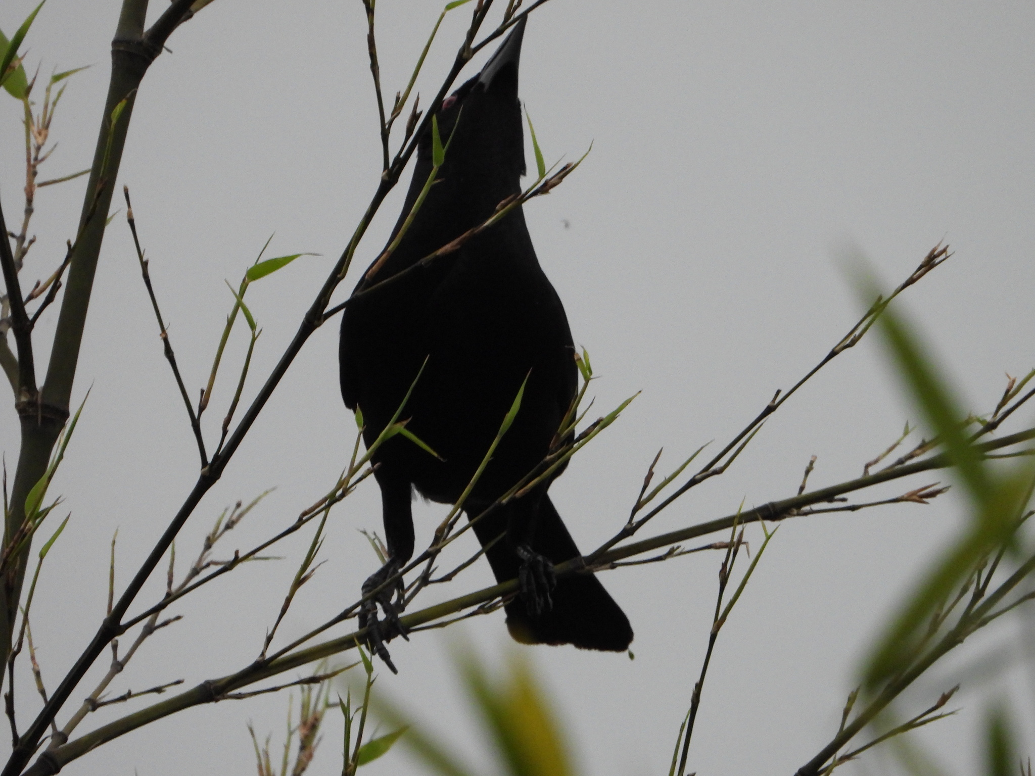 Giant Cowbird (Molothrus oryzivorus), photo 7