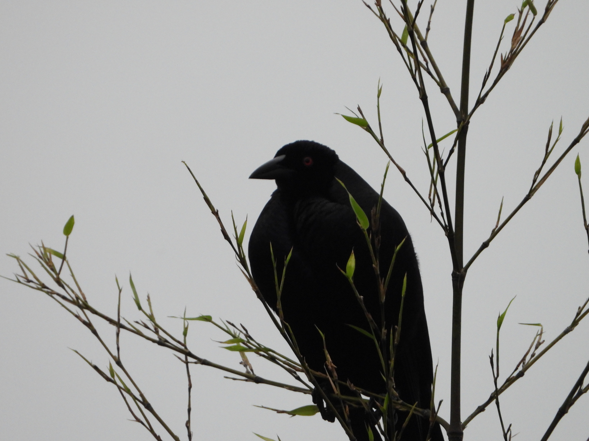 Giant Cowbird (Molothrus oryzivorus), photo 8