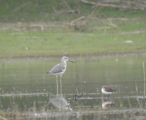 Common Greenshank