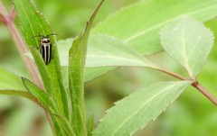 Disonycha pensylvanica