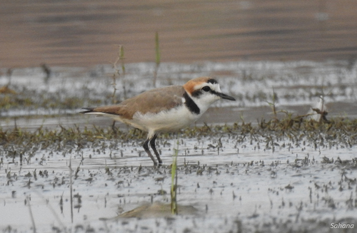 Kentish Plover