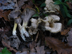 Craterellus melanoxeros