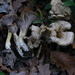 Blackening Chanterelle - Photo (c) Massimo Tabone, some rights reserved (CC BY-NC), uploaded by Massimo Tabone