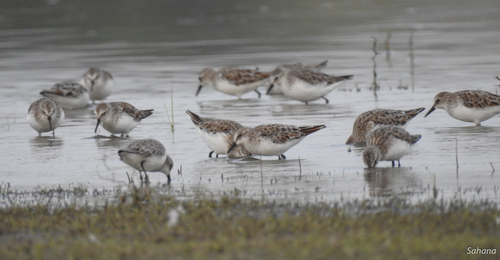 Little Stint