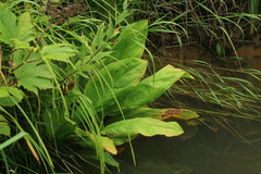 Lysichiton camtschatcensis